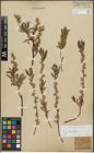 Foto von Salix repens subsp. incubacea (L.) A. Neumann